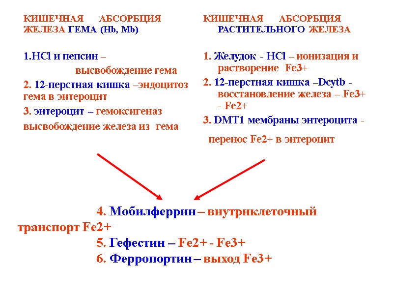 4. Moбилферрин – внутриклеточный транспорт Fe2+        